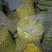 黄山贡菊0.5~1米