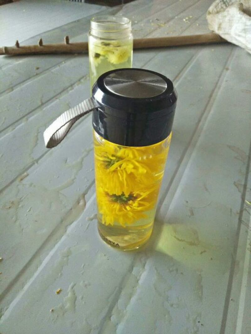黄山贡菊0.5~1米