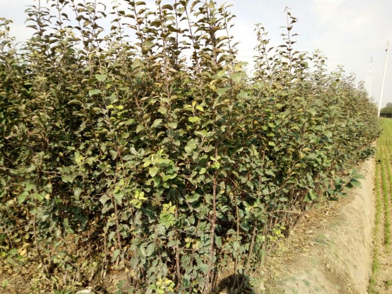 苹果树新品种晚熟品种糖心苹果苗现挖现发包成活
