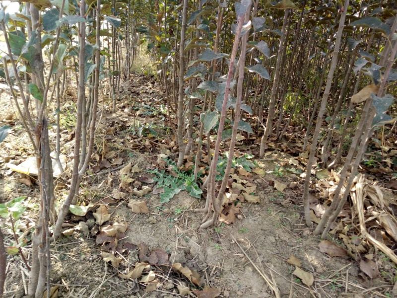 苹果树新品种晚熟品种糖心苹果苗现挖现发包成活
