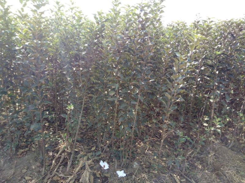 苹果树新品种晚熟品种糖心苹果苗现挖现发包成活