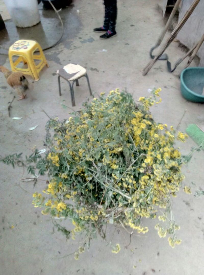 野菊花袋装