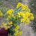 野菊花袋装
