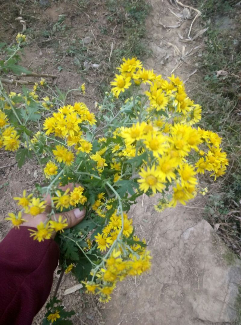 野菊花袋装