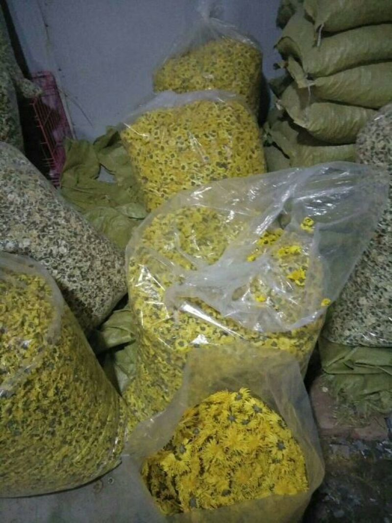 黄山贡菊2.5~3米