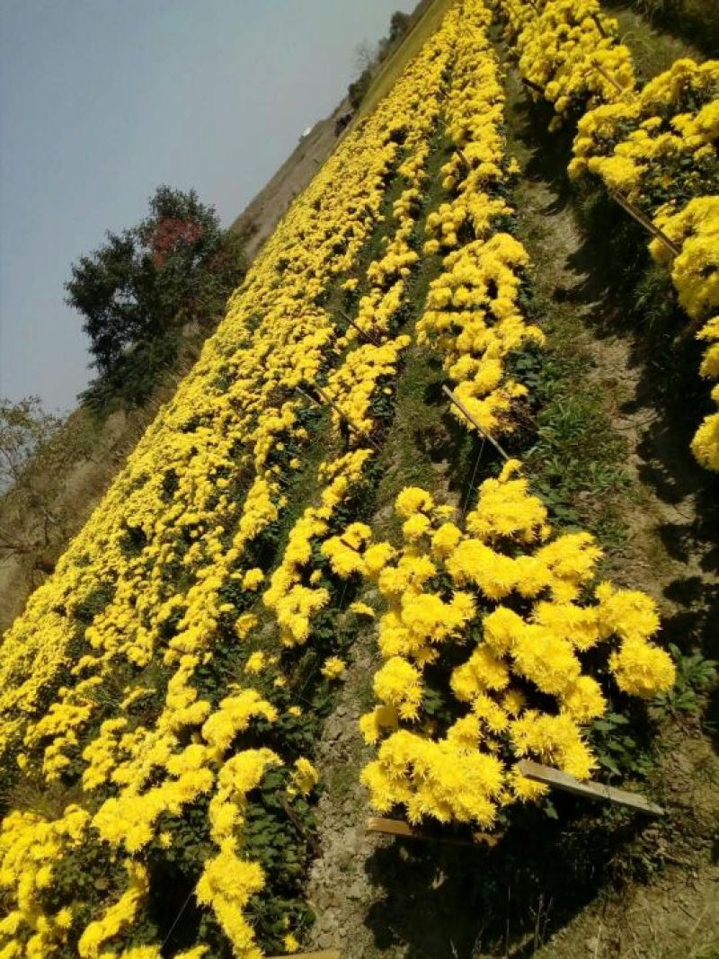 黄山贡菊2.5~3米