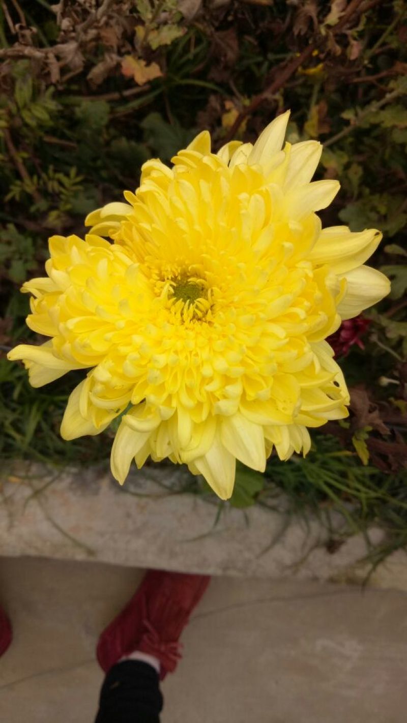 黄山贡菊0.5米以下