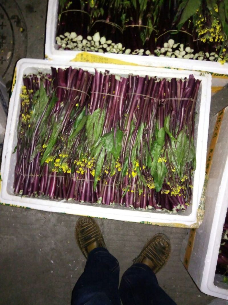 红菜苔20~30厘米