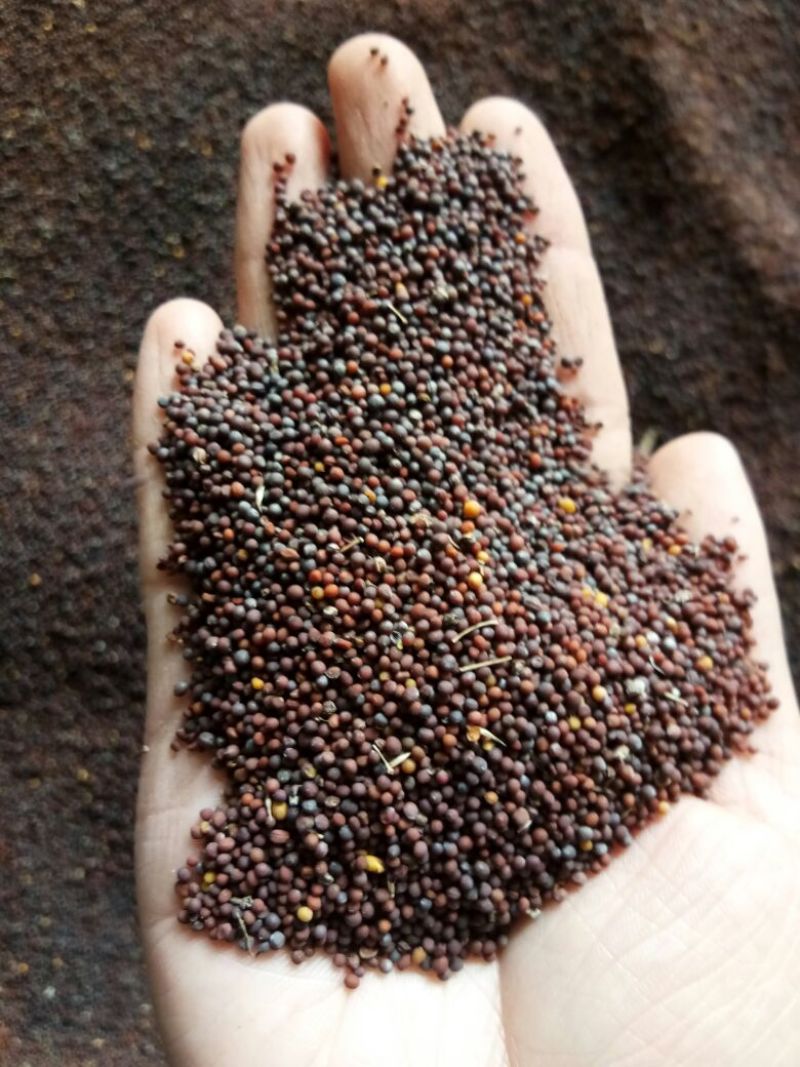 油菜籽1级