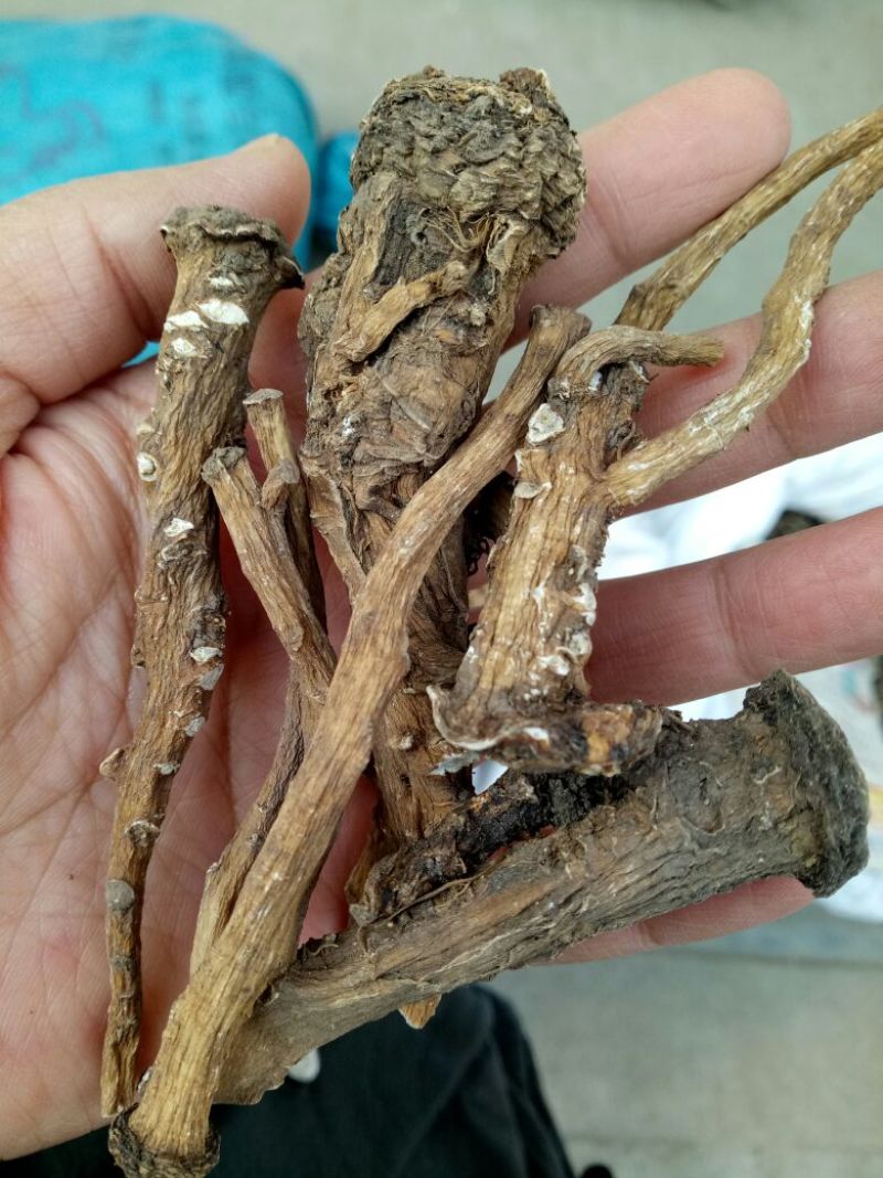 蒲公英根生干货散装量大从优常年经营各种中药材