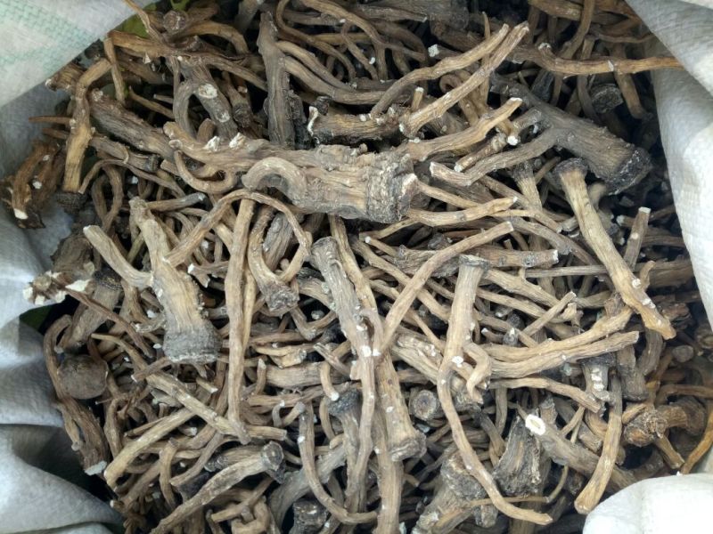 蒲公英根生干货散装量大从优常年经营各种中药材