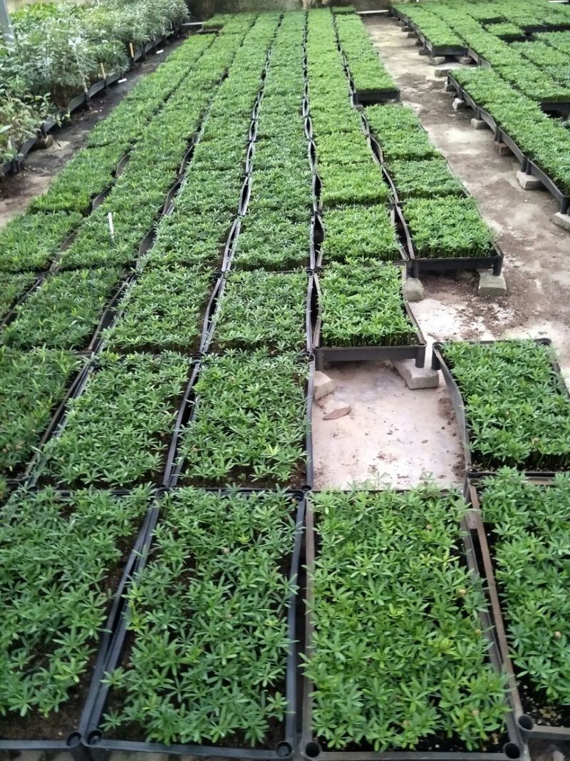 罗汉松种苗室内外绿植四季常青净化空气美观
