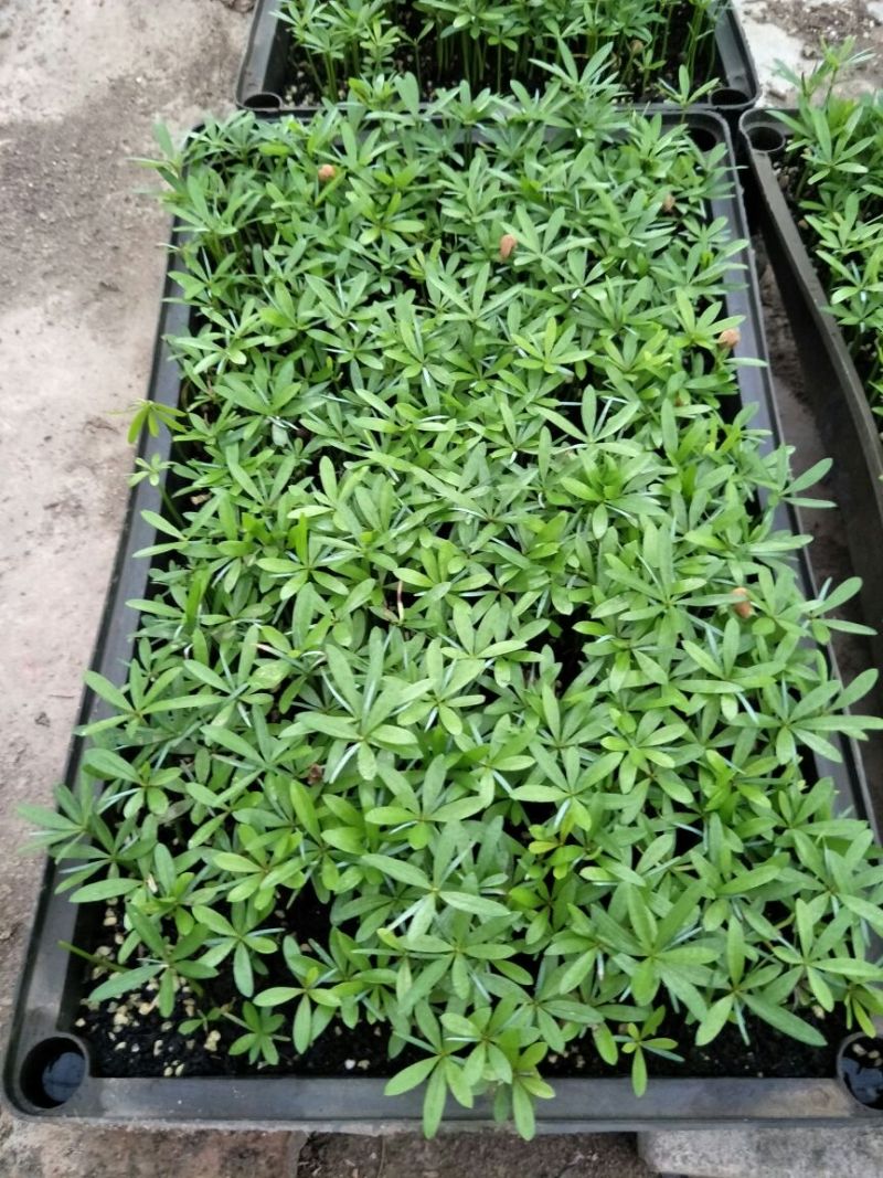 罗汉松种苗室内外绿植四季常青净化空气美观