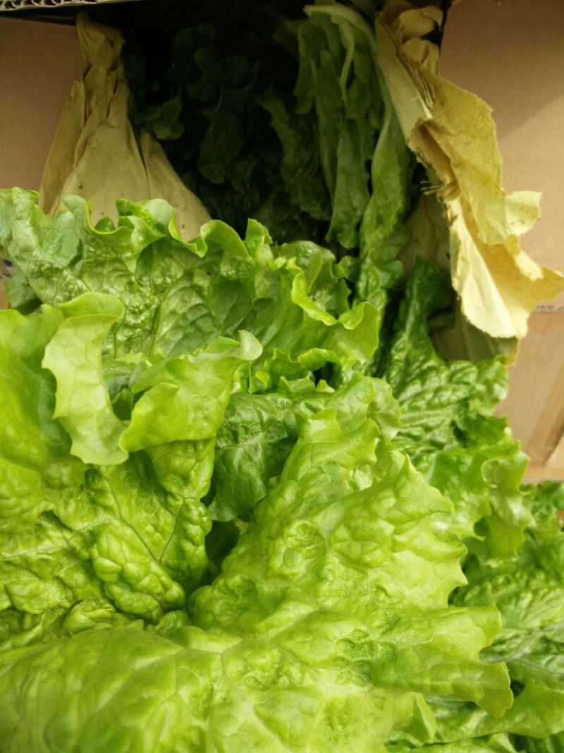 散叶生菜7两~8两
