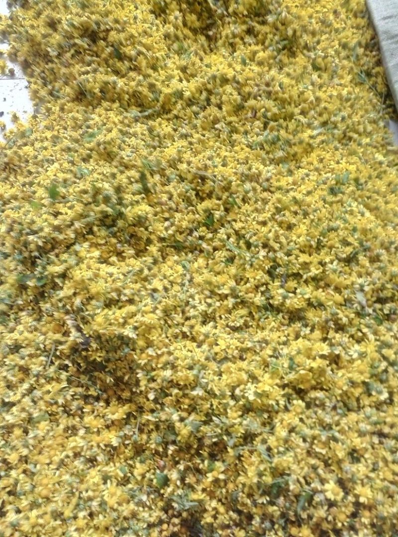 野菊花袋装