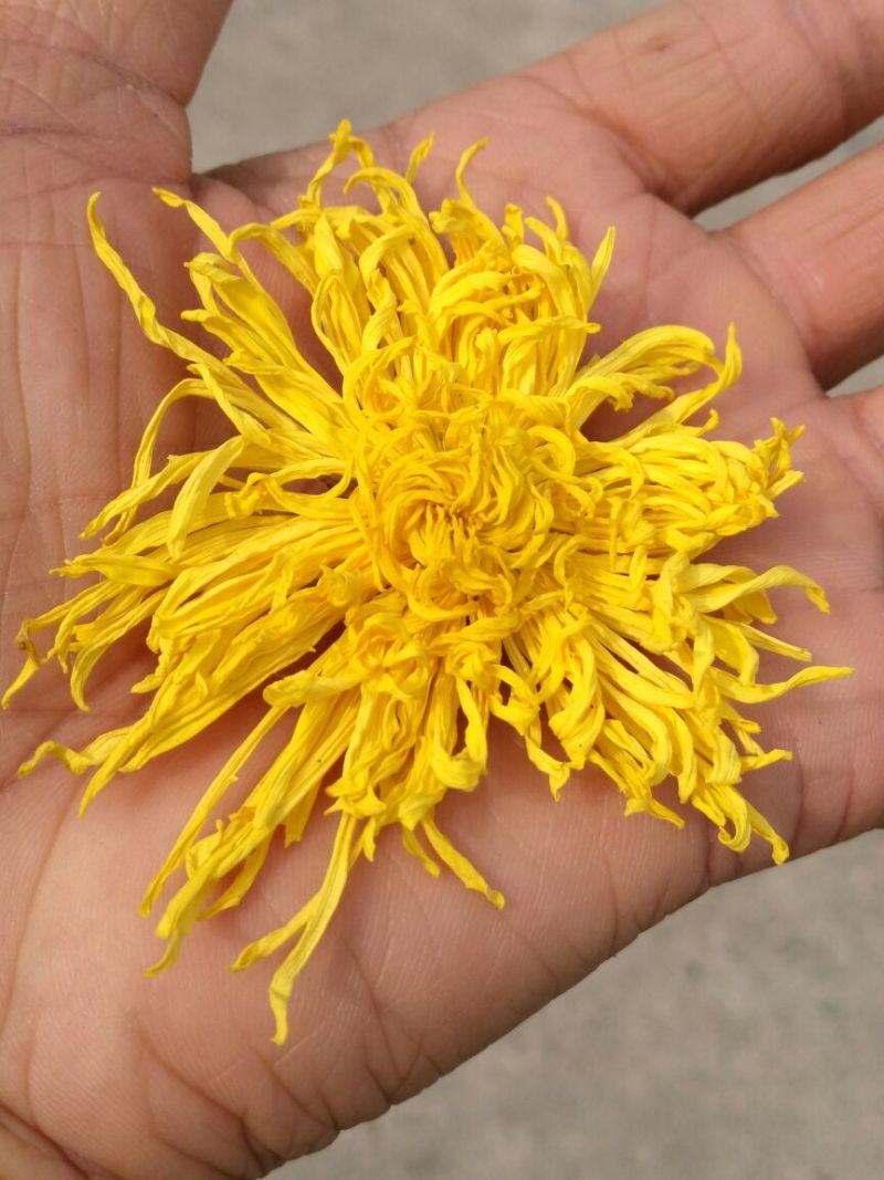 金丝皇菊茶一级