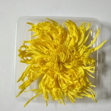 金丝皇菊茶一级