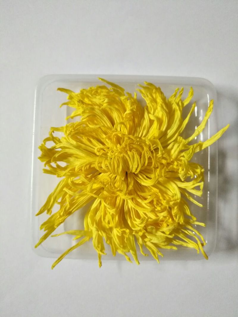 金丝皇菊茶一级