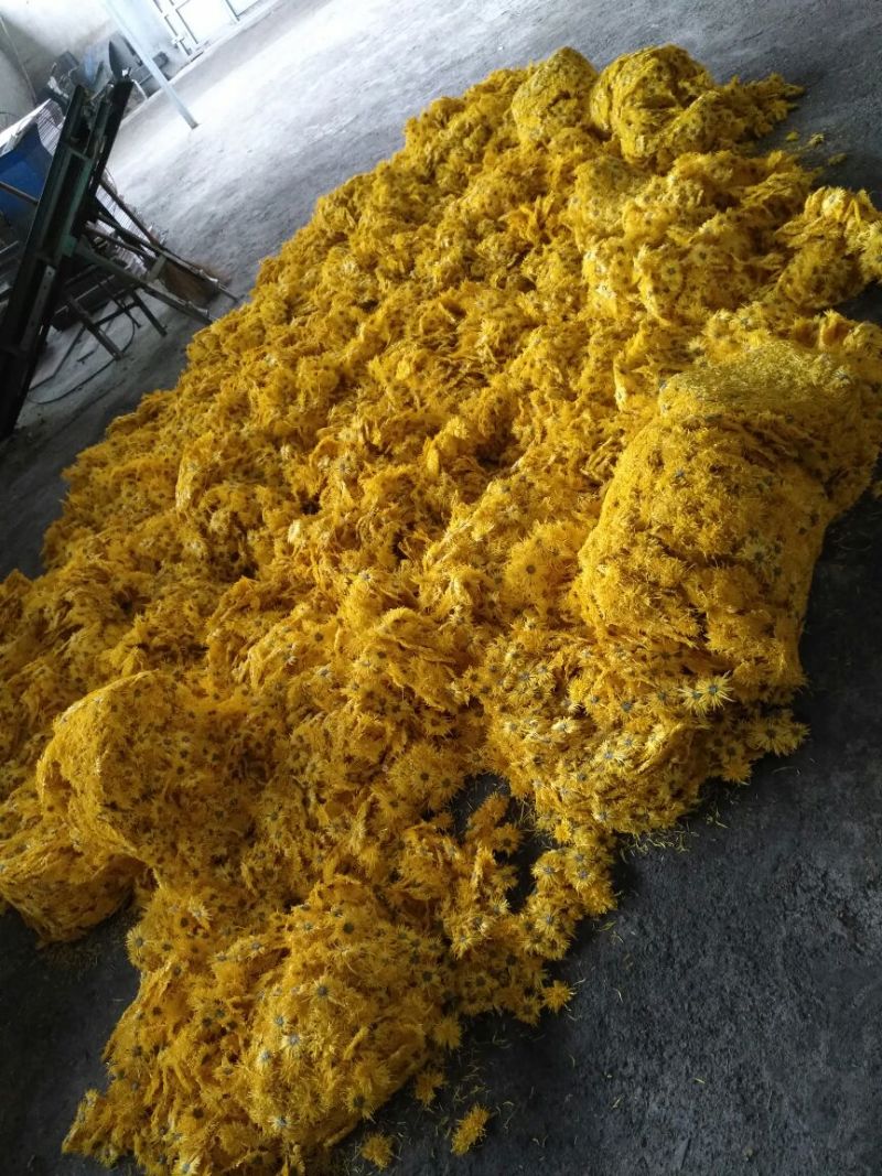 金丝皇菊茶一级
