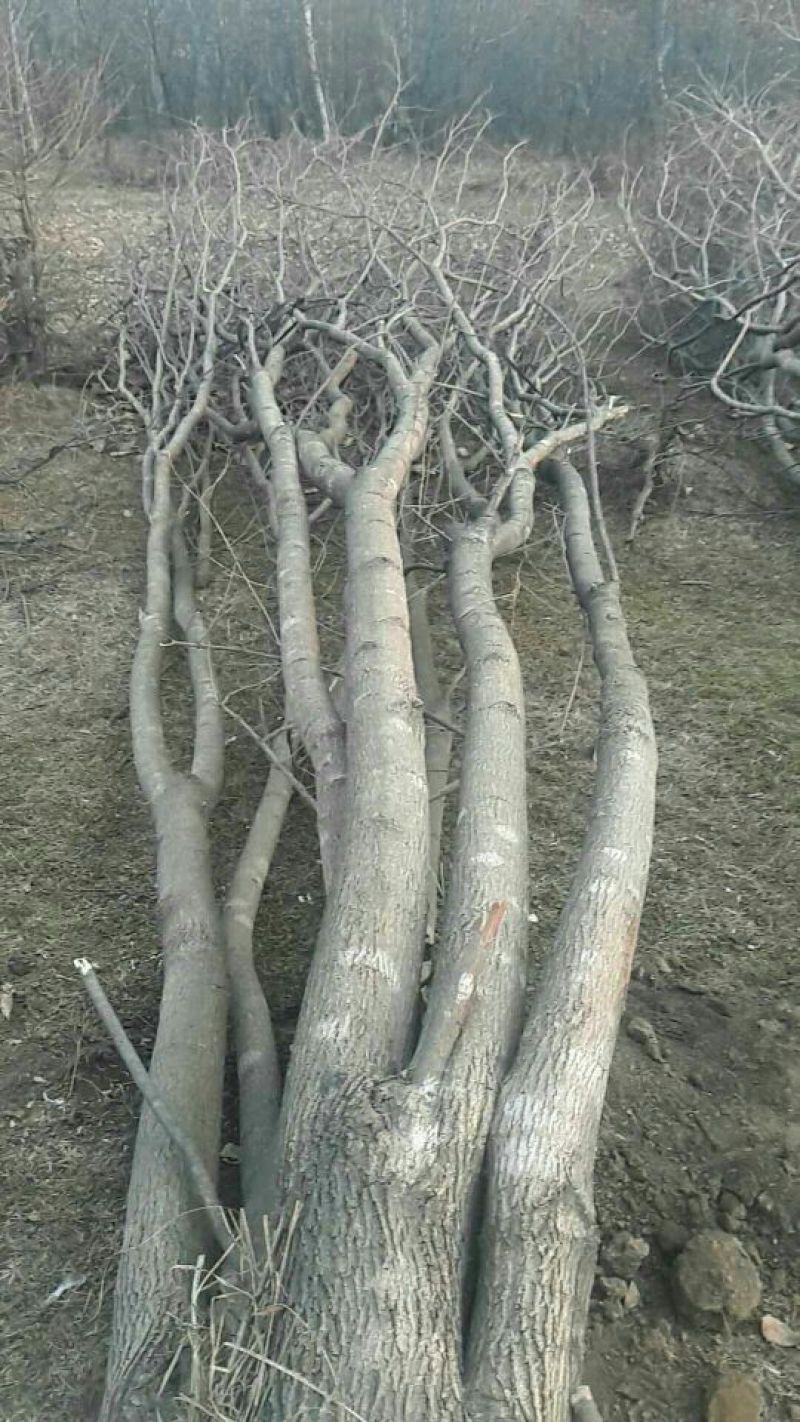 茶条槭10cm以下