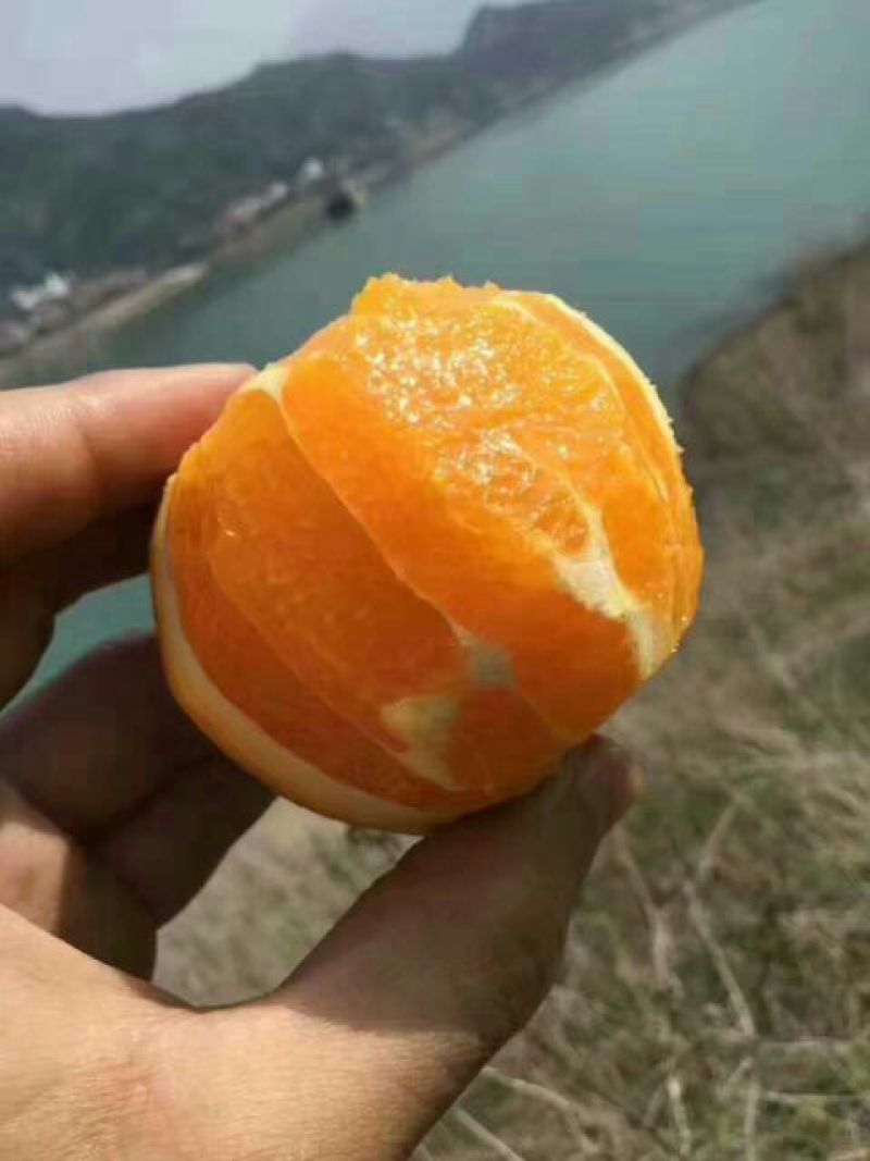 九月红果冻橙口感纯甜无核无渣对接全国批发市场电商商超平台