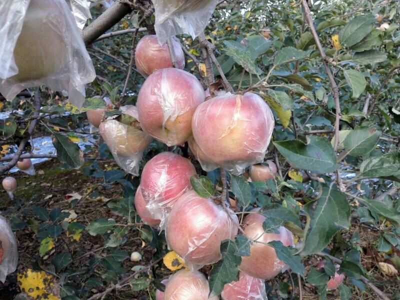 红富士苹果80mm以上膜袋