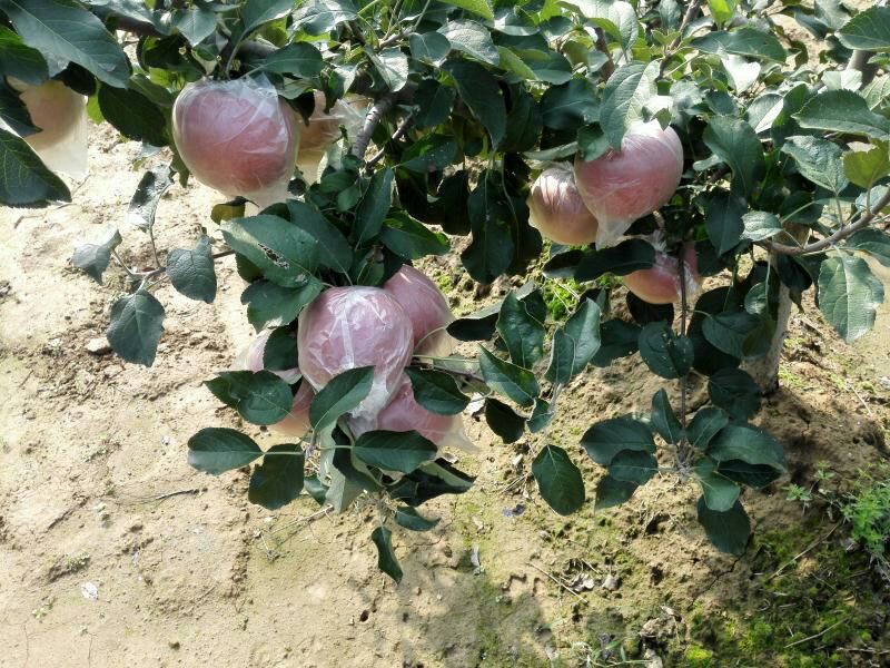 红富士苹果80mm以上膜袋