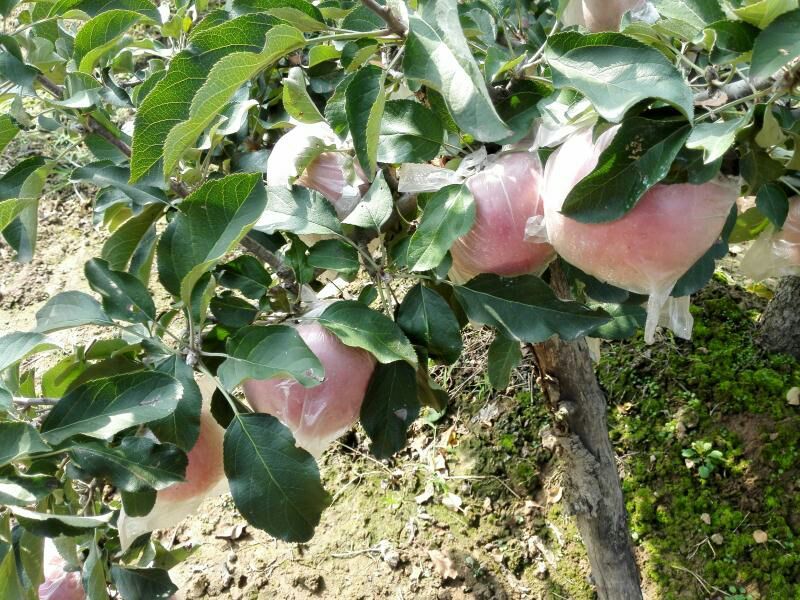 红富士苹果80mm以上膜袋