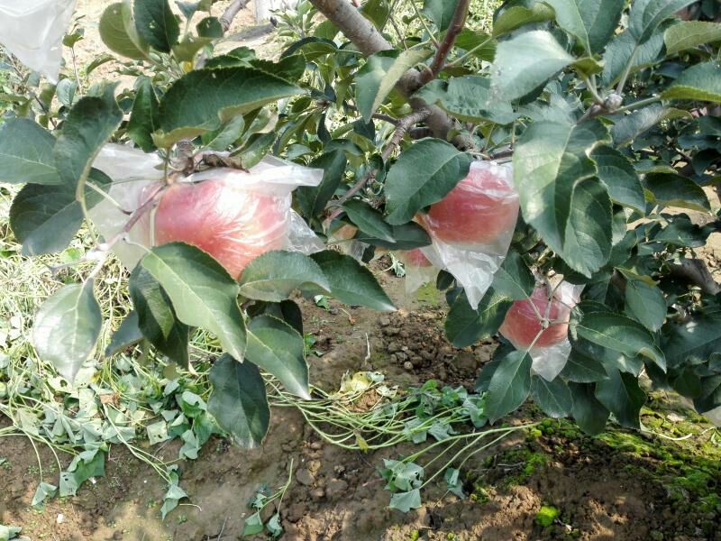 红富士苹果80mm以上膜袋