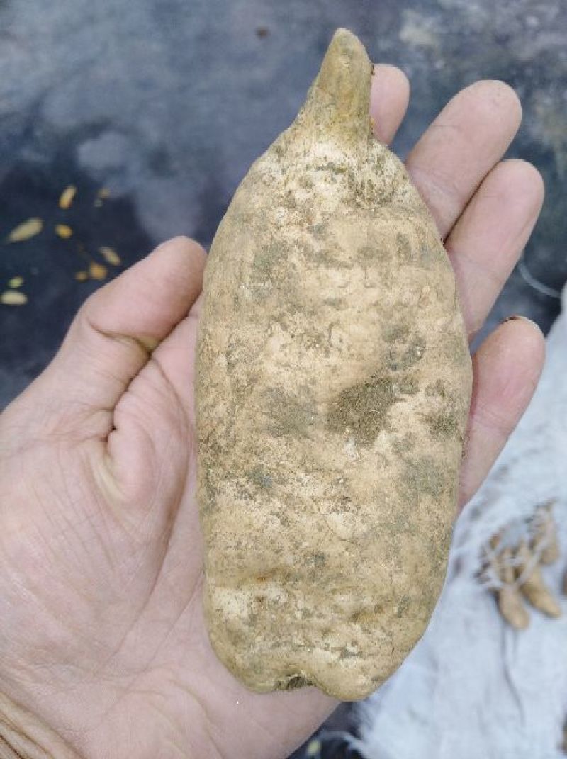 天麻，天麻籽，大中小规格齐全，欢迎新老顾客抓紧时间下单。