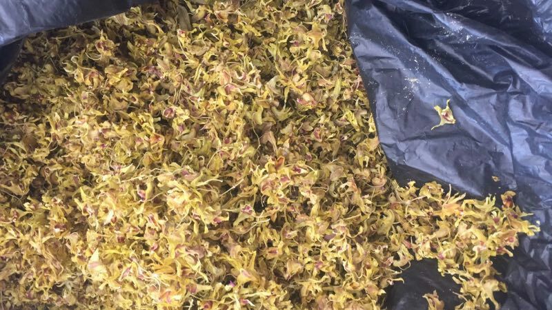 浙江雁荡山铁皮石斛花散装歡迎咨詢，