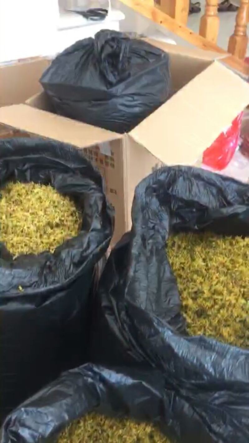 浙江雁荡山铁皮石斛花散装歡迎咨詢，