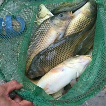 河鲤鱼2~3公斤食用