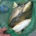 河鲤鱼2~3公斤食用