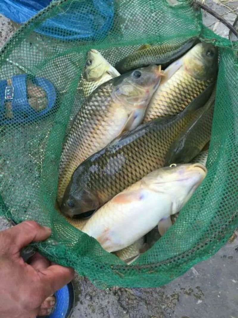 河鲤鱼2~3公斤食用