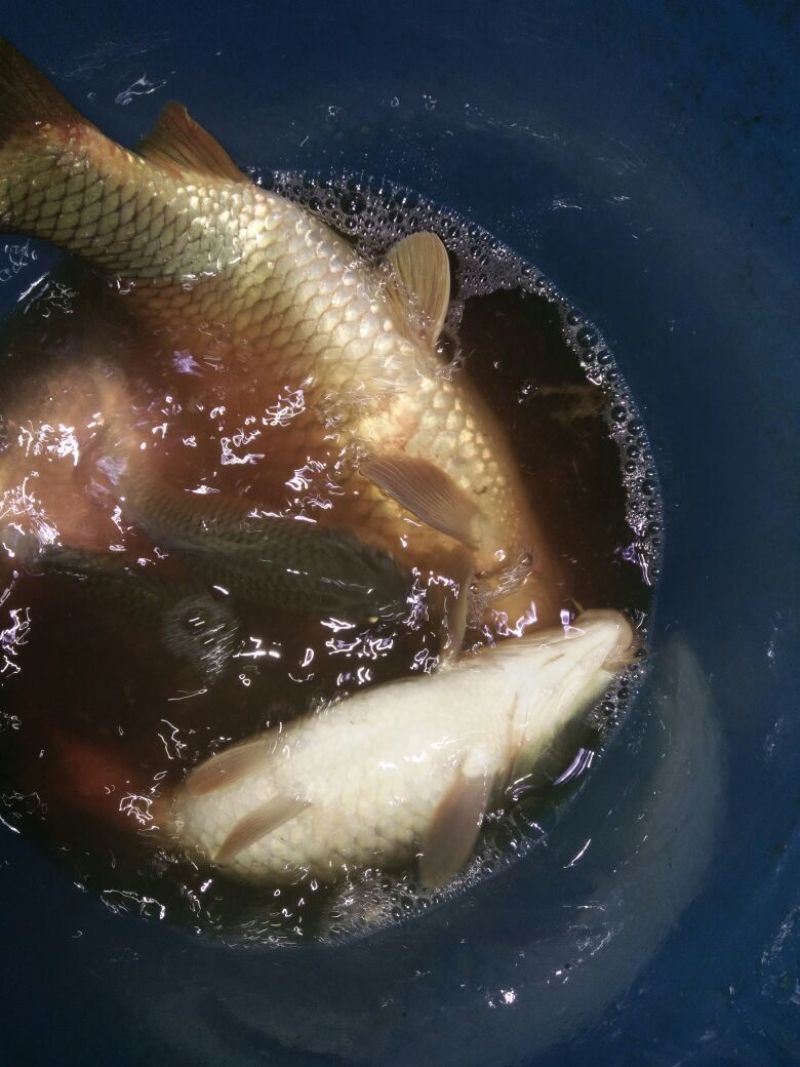 河鲤鱼2~3公斤食用