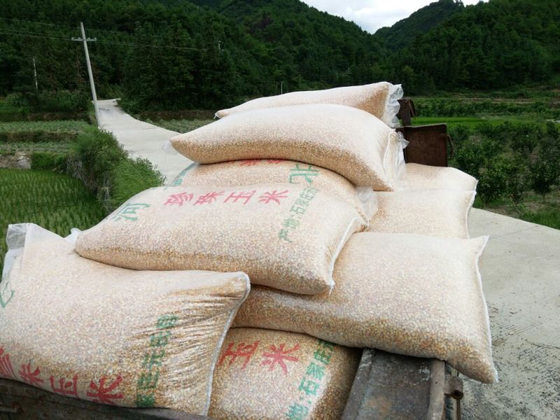 河鲤鱼2~3公斤食用