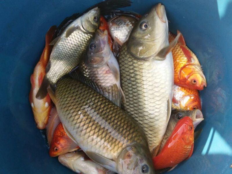 河鲤鱼2~3公斤食用