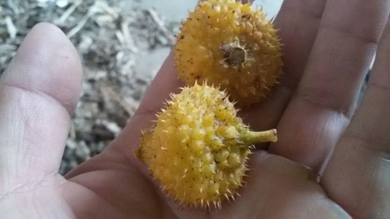 刺梨鲜