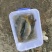 河鲤鱼1~2公斤食用