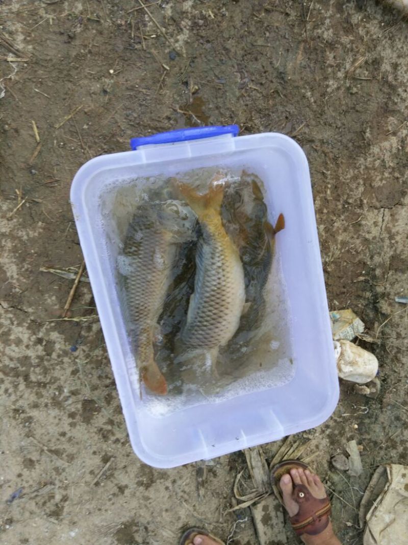 河鲤鱼1~2公斤食用
