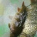 河鲤鱼1~2公斤食用