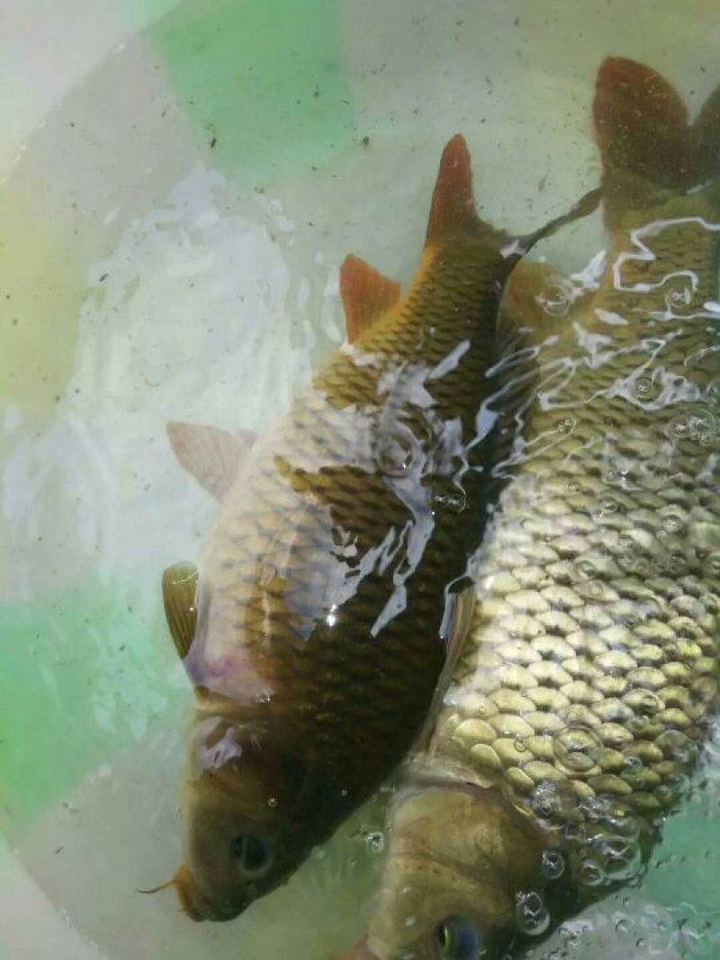 河鲤鱼1~2公斤食用