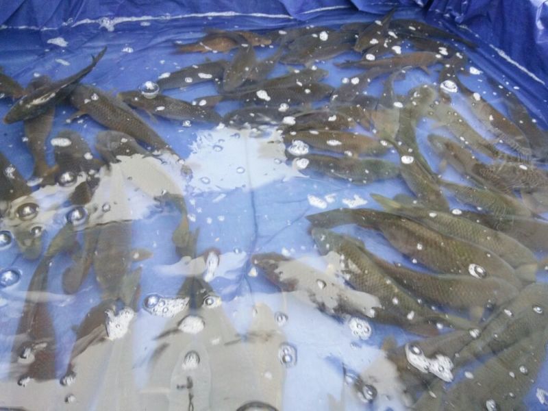 河鲤鱼1~2公斤食用