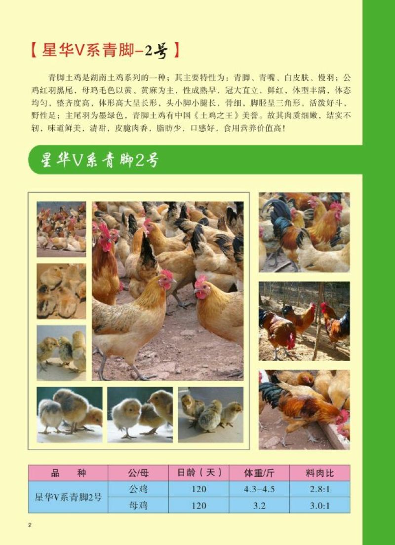 脱温鸡青脚土鸡脱温苗脱温苗500克以下厂家直销