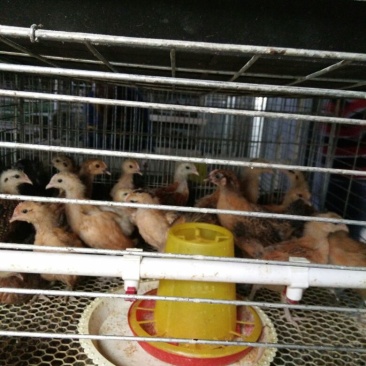 脱温鸡青脚土鸡脱温苗脱温苗500克以下厂家直销