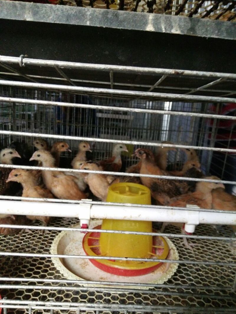 脱温鸡青脚土鸡脱温苗脱温苗500克以下厂家直销