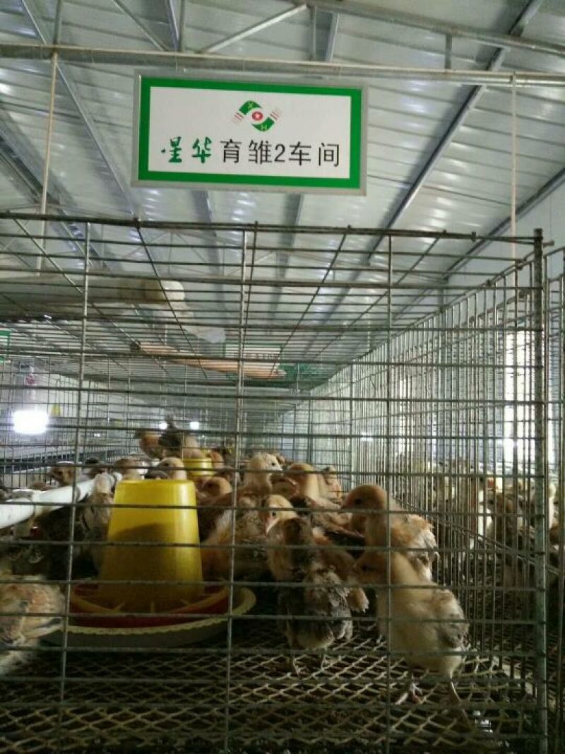 脱温鸡青脚土鸡脱温苗脱温苗500克以下厂家直销