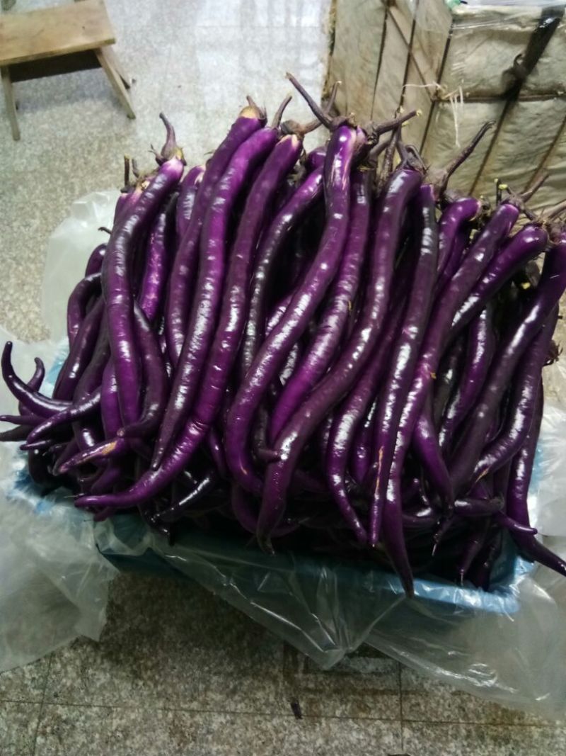 长茄子2两以上，品种2010，领秀，光度亮，线条直