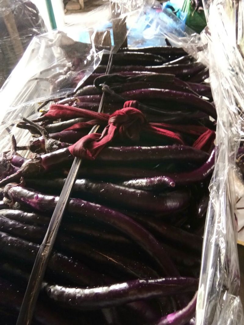 长茄子2两以上，品种2010，领秀，光度亮，线条直